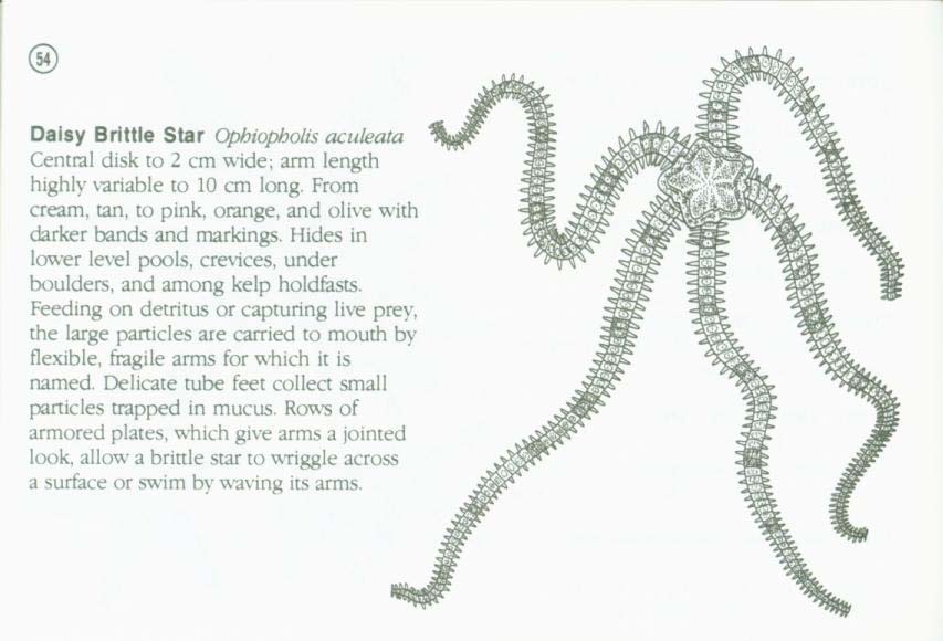 LIFE ON INTERTIDAL ROCKS: a guide to marine life of the rocky North Atlantic coast. nasg5406p